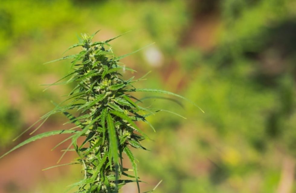 Cannabis Marketing & Marijuana SEO Services Ready Green